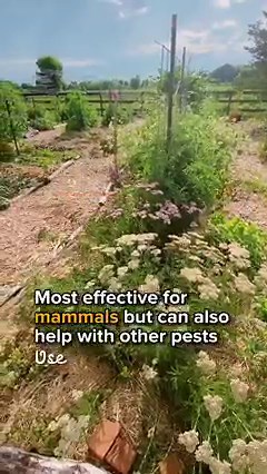 23K views · 453 reactions | DIY garlic pepper spray to help keep the pests away (or at least at bay). How much more can I rhyme here?  #gardentips #organicgardening #permaculture #permaculturegarden | Sunshine Farm | Facebook