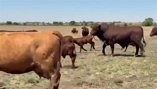 Elrize Alberts Veebemarking bied aan Santa tipe koeie 151 x koeie met kalwers R19 000 BTW 19 x Slyt koeie met kalwers R17 000 BTW 86 x Dragtige Koeie R17 000 BTW 24 x Slyt dragtige koeie R15000 BTW BM skoon Tussen Koppies en Parys 083 494 7354 #koopbeeste #elrizealberts #beesboere #SantaCows | Elrize Alberts - Veebemarking