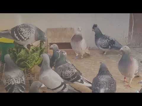 what to do before the pigeons moult and after the moult