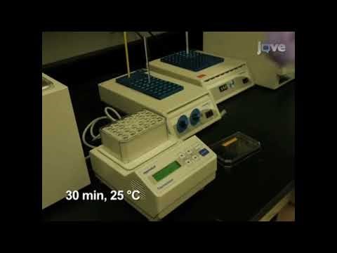 LNA flow-FISH is a technique designed for the detection of bacterial small RNAs