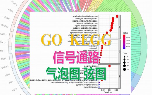 【网络药理】过程和通路 GO KEGG 气泡图 弦图 metascape