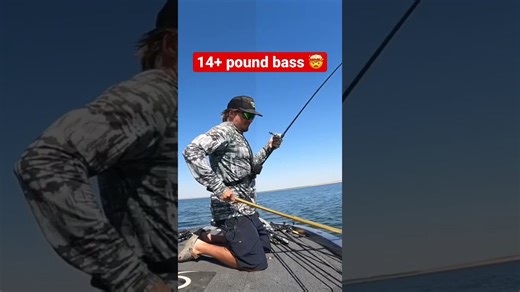 Fourteen point seven pound bass lands on swimbait