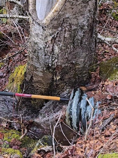 Effective Techniques for Unclogging Thirsty Tree Culverts