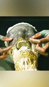 “Darah Bahan Bakar” – fokus pada elemen misterius lotion yang menghidupkan kerangka.