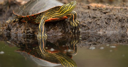 New app helps track turtles for conservation efforts
