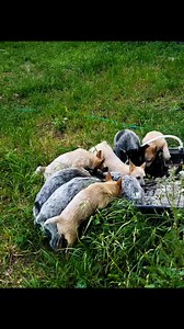 Heelersintexas.com #heeler #puppy | Blue Heelers - Heeler Puppies
