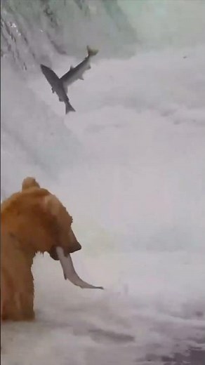Live Wildlife Cameras We Can't Stop Watching