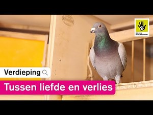 Verloren duiven in de duivensport