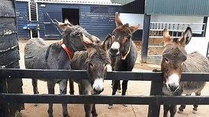 The bray is one of six sounds a donkey makes, the others being growl, grunt, squeal, whuffle and snort. The bray is the loudest, and can be heard over long distances. Each donkey’s bray is individual to that donkey. | The Donkey Sanctuary Ireland