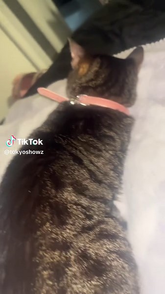 TokyoShowz (@tokyoshowz)’s videos with original sound - journ journ