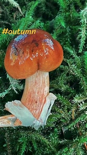 Autumn Walks, Fungi, Chanterelles