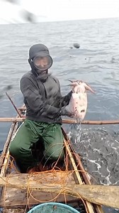 1.6M views · 3.1K reactions | Kahit sa tao nagagamit nya rin ang kanyang panlaban #cuttlefish #fishinglife #cuttlefishhunting #reels | Brod.Dins Fishing | Facebook