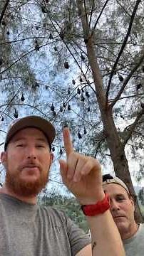 Giant Bats in Malaysia !! Tioman Island Flying Foxes