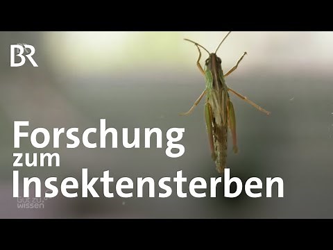 Forschung im Ecotron: Welche Folgen hat das Insektensterben für unser Ökosystem | Gut zu wissen | BR