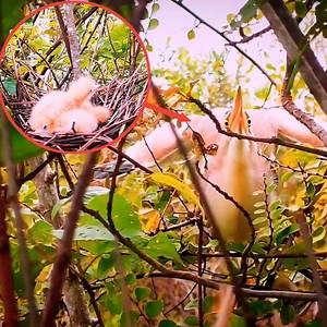 3.8K views · 30 reactions | Mom Very Angry When Some one Nearly Her Baby in Nest | Review Bird Nest | Facebook