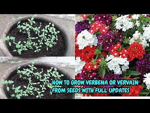 HOW TO GROW VERBENA OR VERVAIN FROM SEEDS WITH FULL UPDATES
