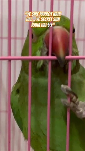 “Pet ya prisoner? Tum kya sochte ho?”#ParrotReel #EmotionalShorts #PetLife #BirdLove #Viral🦜