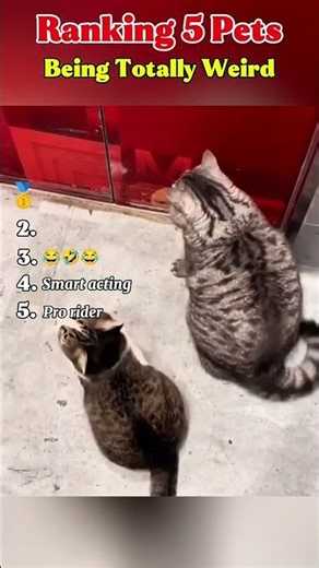 Ranking 5 Pets Being Totally Weird #funny #funnypets #viral #pets
