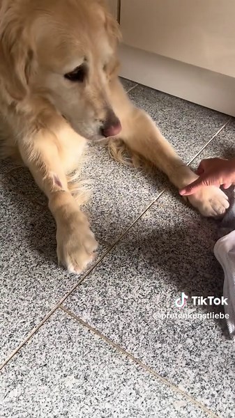 Mutiger Hund kämpft gegen Krebs – Unterstützt uns!