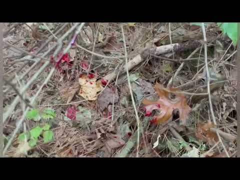 Pure Michigan Doe patrol, 2nd day hunting 2025