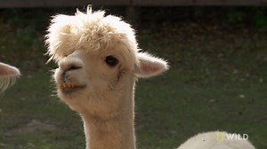 93K views · 29 shares | Contessa the alpaca is having some trouble getting around. | National Geographic Animals | Facebook