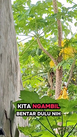 Kegiatan pak bos kalau lg di rumah‼️ #konten #suamiistri #viral | Jiastri Sinaga