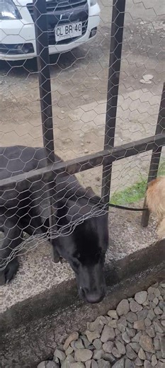 💥💥ADOPTADO💥💥 Alguien sabe del paradero de este cachorro??? Alguien quiere adoptarlo | Normita la Chilena