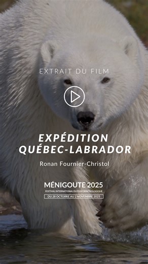 [EXTRAIT FILMS EN COMPÉTITION 2025] 🎬 Expédition Québec-Labrador de Ronan Fournier-Christol 📅 Mercredi 29 octobre à Ménigoute - Séance de 13h30, 1er film Rediffusion au Cinéma de Vasles, mercredi 29 octobre - Séance de 20h30, 1er film. 💬 Deux explorateurs, Fabrice Simon et Alain Lagacé, parcourent le grand nord canadien, au cœur du territoire des ours polaires. Ils cherchent à comprendre comment les ours blancs peuvent ici se nourrir durant l'été, en absence de banquise, et donc de phoques. �