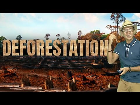 Deforestation sa mundo, patuloy na lumalala | Kaunting Kaalaman