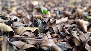 Close up video of dry leaves falling from tree branches on a small plant.