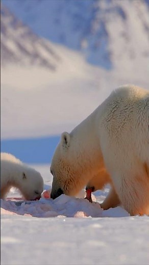 🐻‍❄️ The Polar Bear: King of the Arctic Food Chain!
