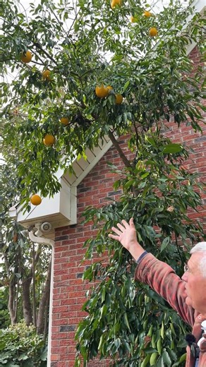 It's grapefruit season at JLBG! Even in halfday sun, these trees have produced quite a bit of fruit this year. The peel of the hardy garpefruit is fragrant, but very bitter, while the flesh is juicy and mouth-puckeringly sour with a hint of waxiness and fragrance of the trifoliate orange. And there are plenty of seeds inside, which are easy to germinate. Our trees have sailed through 10F last year, so they are definitely hardy in zone 8a, possibly colder. If you are local and would like to try t