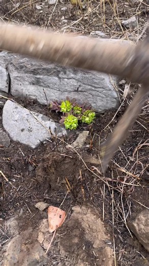 Hundred Years Old tree#bonsai #bonsaimini #bonsaitree #bonsaiart #bonsailovers