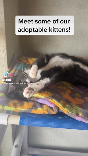 1.2K views · 192 reactions | These are just some of our kittens up...