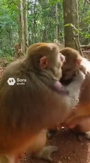 😱 Fierce Battle in the Jungle