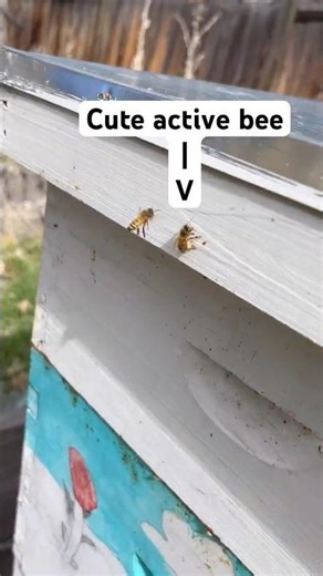 Spot the Dead Hive 👀🐝