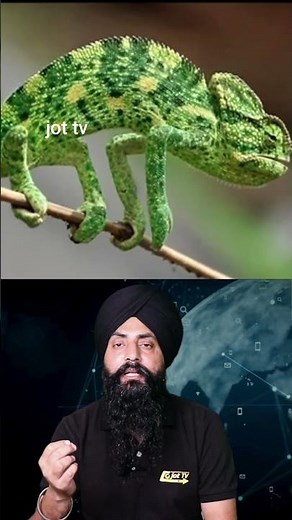 The Homing Instinct: How Pigeons Always Find Their Way Home #Pigeons #Navigation #HomingInstinct