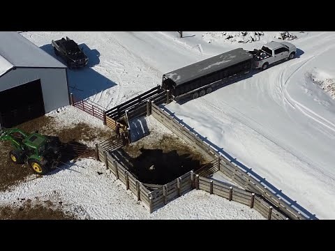 Selling Feeder Calves At The Livestock Auction