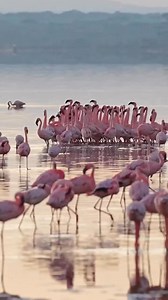 19K views · 1.7K reactions | Flamingo Dancing 﫶囹囹 | Flamingo Lovers | Facebook