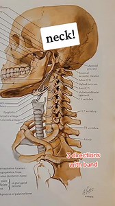 ⚪ neck movements that improve both strength and range of motion (motor control) with a resistance band. Even performing these movements slowly without a band is a good habit. See your doctor for pain or your specific case. #neckexercise #neckstrength #chiropractor #resistancebands | Bannockburn Chiropractic & Physical Therapy