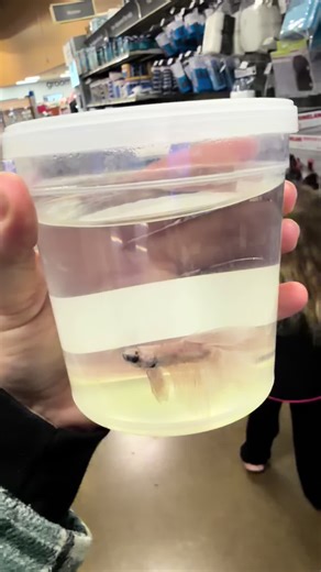 @PetSmart do better!! There was unfortunately a dead one on the shelf that looked like it been sitting there awhile 💔 I really hope I can help them heal and have a better quality of life 🤞🏼 ❤️‍🩹❤️‍🩹 #fypシ゚viral #bettafish #rescue #petsmart #fish