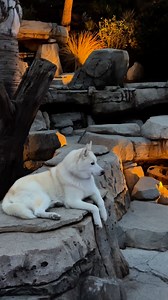 “Every evening, Enzo claims this cozy lounge rock, soaking in the peaceful vibes and the beauty of nature. 🌿💦 Who can blame him? This place is pure magic!” | Matrix Concrete Artisans Inc