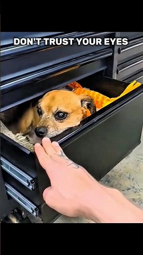 Don’t Trust Your Eyes 👀 | Mind-Blowing Optical Illusions