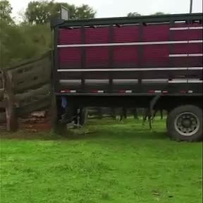 Golpistas criam “roteiro de teatro” para enganar criadores de gado Logo mais, no RBS Notícias, vamos revelar os detalhes de um golpe engenhoso e impressionante aplicado contra produtores rurais do Rio Grande do Sul. Um ou mais golpistas, possivelmente sem nunca terem vindo ao estado, conseguem montar um teatro e manipular comprares e vendedores de gado para, no final, acredite, ficar com o dinheiro da transação sem ter nenhuma cabeça sequer. Tudo por telefone. Localizamos duas vítimas que perder