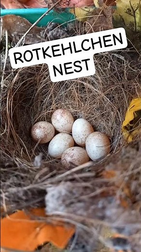 🪺 Rotkehlchen Nest mit sechs Eiern