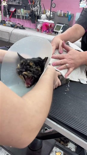 Cats hate taking baths.🤣#cat #funny #funnyvideos #usa