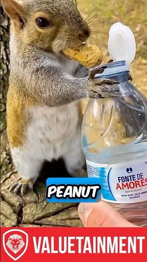 Squirrel’s Epic Fail: Tries Hiding Peanut and Water Bottle, Gives Up! 🐿️💦