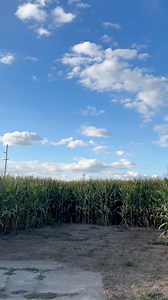 7.3K views · 56 reactions | Come get lost in the maze this weekend! Open 4-6 pm on Saturday #fallaesthetic #FallVibes #cornmaze #outdoorfun #spookyseason #driveintheater | Drive N Theatre | Facebook