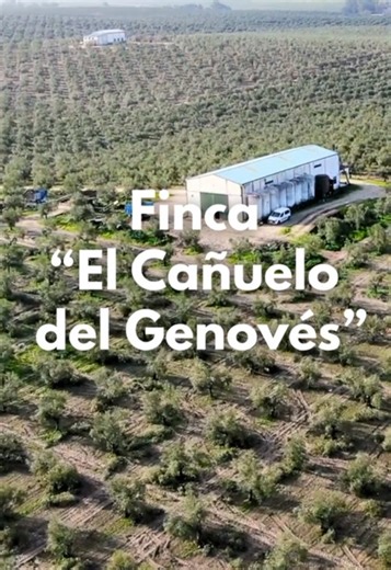 🌿🟩 VENTA DE FINCA DE OLIVAR EN ECOLÓGICO🟩🌿 📍 PARAJE CAÑUELO DEL GENOVÉS (CÓRDOBA) ▪️ Superficie total: 94,42 ha ▪️ Cultivo: Olivar picual de secano ▪️ Marco: A un pie en 7 x 7 ▪️ Estado agronómico: Muy bueno La finca del paraje “Cañuelo del Genovés” se ubica en uno de los enclaves agrícolas más reconocidos de la campiña cordobesa, rodeada de grandes explotaciones y asentada sobre suelos de bujeo profundo, considerados entre los más adecuados para el olivar tradicional de secano por su capac