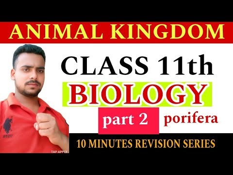 Phylum Porifera Class 11 Biology | Animal Kingdom Class 11 NCERT Explanation | phylum porifera
